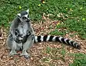 Une femelle lémur catta allaitant ses jumeaux nés quelques heures auparavant au Zoo de Colchester.