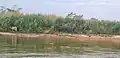 Vaches le long des berges herbeuses