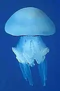 Rhizostoma pulmo, une Rhizostomatidae