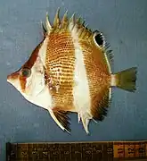 Roa jayakari