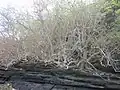 La roche basaltique affleure à Nukufotu.