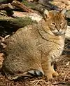 Chat des marais