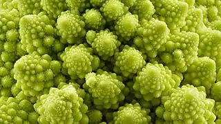 Détail des inflorescences tertiaires d'un chou romanesco.