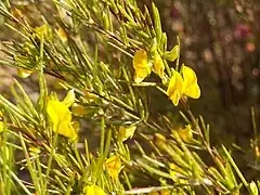 Fleur de Rooibos.