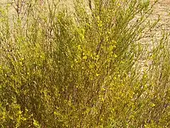Buisson de Rooibos.