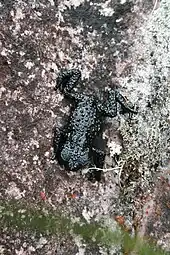 Oreophrynella nigra, endémique des tepuys Kukenan et Yuruaní, mont Roraima (2 300 et 2 700 m).