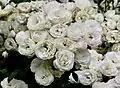 Rosae 'Bella Weiss'