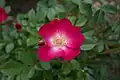 Rosa Grand-Duc Jean, Ann Velle Boudolf, 2008 (Belgique) Y1027