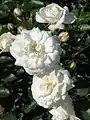 Rose 'Prosperity', au jardin botanique de l'Académie des sciences de Moscou.