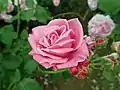 Rose 'Adrienne de Cardoville'.