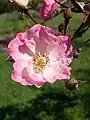 Rosa Alden Biesen, Louis Lens, 1989/1996 (Belgique) LLX 8964