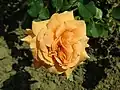 Rosa Chateaubriand, Michel Adam, 2008 (France) ADAcamer