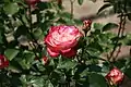 Rose épanouie