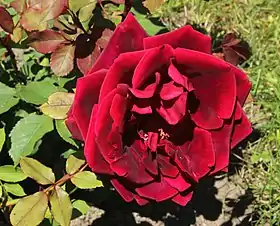 Image illustrative de l’article Crimson Glory (rose)
