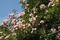 Rosa 'Ella Elisabeth' - une rose née dans le jardin d'Ivo Pauwels