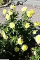 Buisson de roses 'Friesia' au jardin botanique de Washington