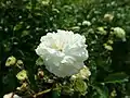 Rose 'Marie-Jeanne' (1913).