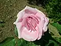 Fleur à peine épanouie