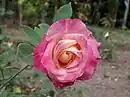 'Madame Rose Romarin', 1888