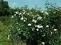 Gros buisson de 'Prosperity' à l'Europa-Rosarium