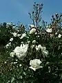 Fleurs de 'Prosperity' à l'Europa-Rosarium