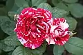 Roses 'Scentimental' dans le Maryland