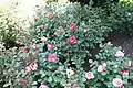 Buisson de roses 'Scentimental'