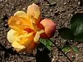 Rose 'Sutter's Gold' épanouie