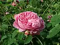'Victor Parmentier'