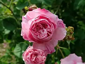 'Victor Parmentier' à l'Europa-Rosarium.