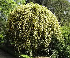 Rosa banksiae var. 'lutea' à la roseraie du jardin botanique royal de Madrid