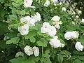 Buisson de roses 'Madame Hardy' en Allemagne.