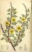 R. xanthina var. ecae
