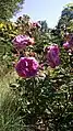 Rosa Duc de Fitzjames, 1830 Duc de Fitz-James