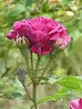 'Souvenir de Pierre Vibert'.