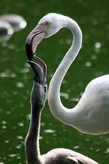 Flamant rose nourrissant son petit.