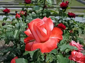 Rose 'Annie Girardot' (1979) au Japon.