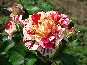 'George Burns', (1996)