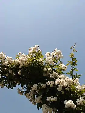 'Neige d'Avril'.