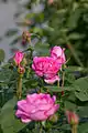 Rose 'Masako' ('Eglantyne').