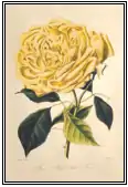 Rose 'Maréchal Niel'
