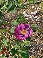 Rosa Princesse Sibilla de Luxembourg, Pierre Orard, 2010 (France) ORA 644