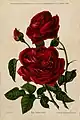 'Scipion Cochet' (1887)