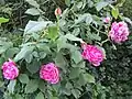 Roses 'Commandant Beaurepaire'.