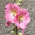 Rose trémière rose
