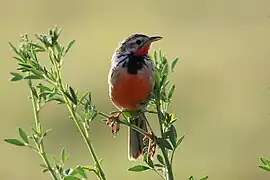 Macronyx ameliae
