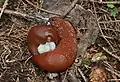 Arion rufus copulant.