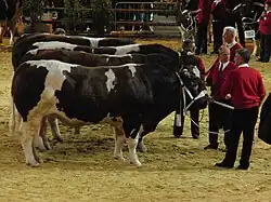 Taureaux acajou foncé et blancs alignés avec leur propriétaire dans un salon agricole.