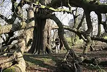 Arbre remarquable par le marcottage de ses branches.