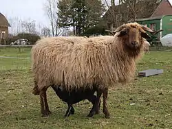 Roux du Valais avec son agneau